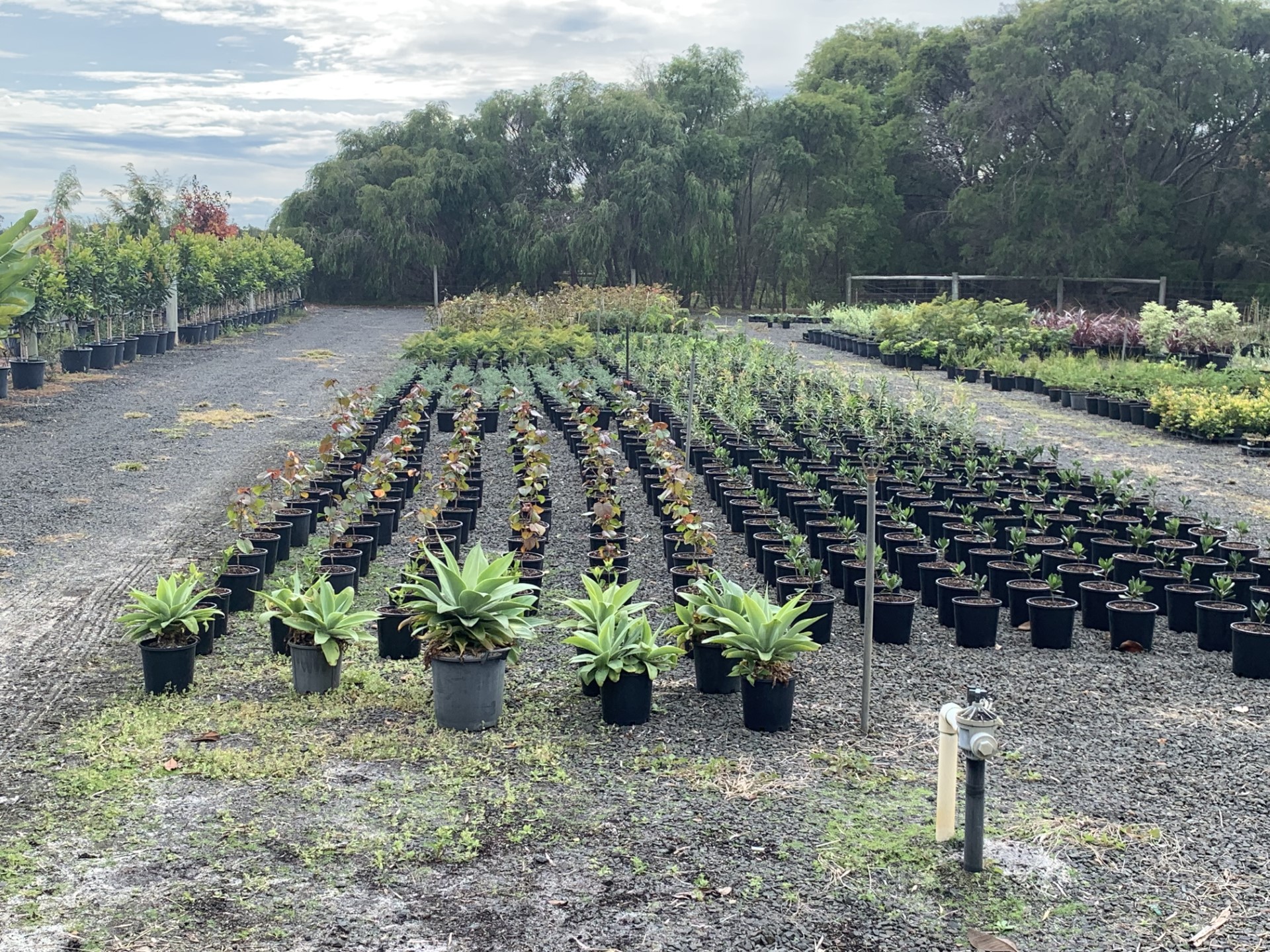 Southern Habitat Nursery