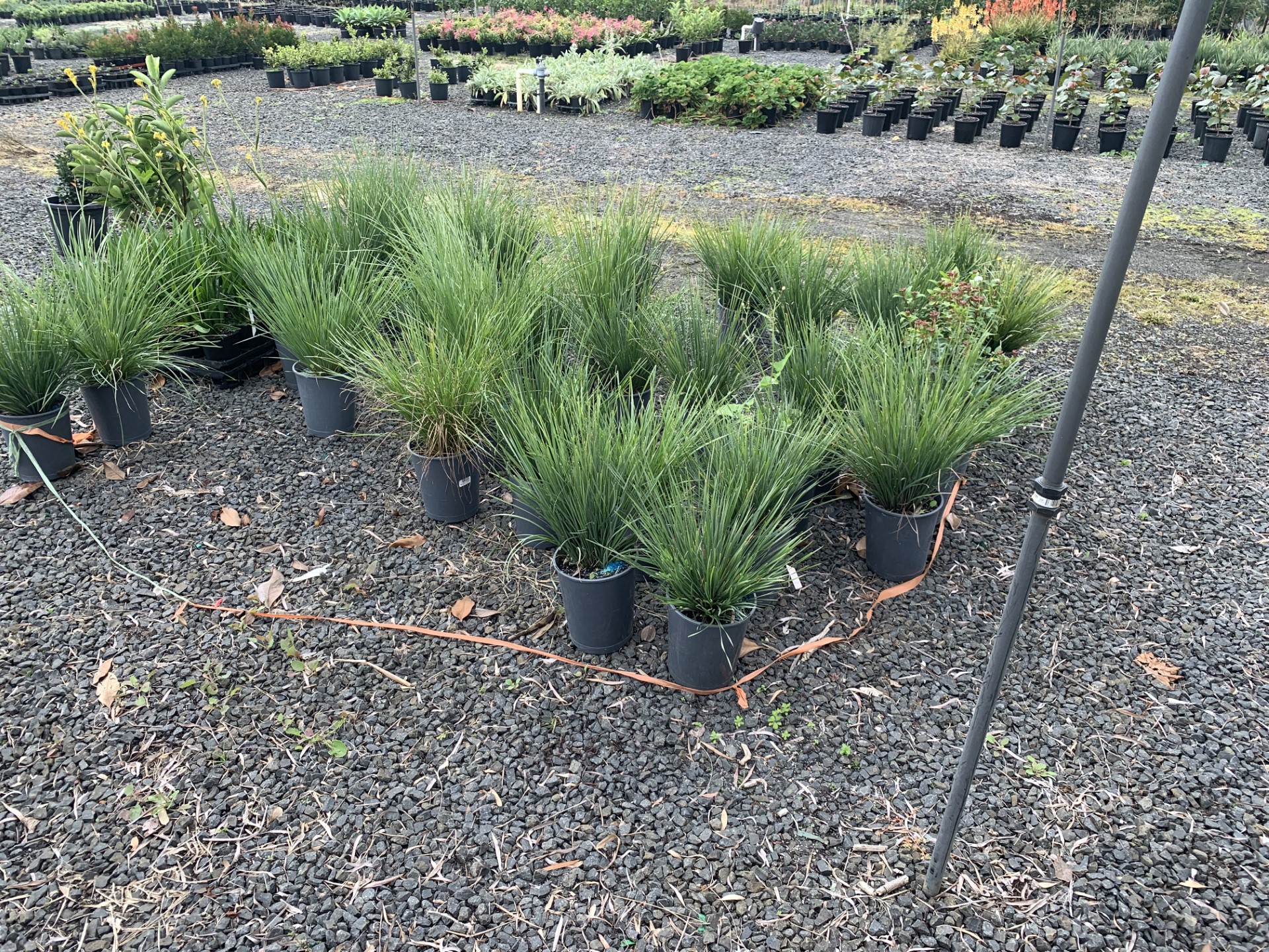 Southern Habitat Nursery