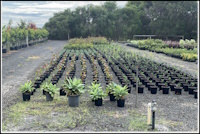 Southern Habitat Nursery