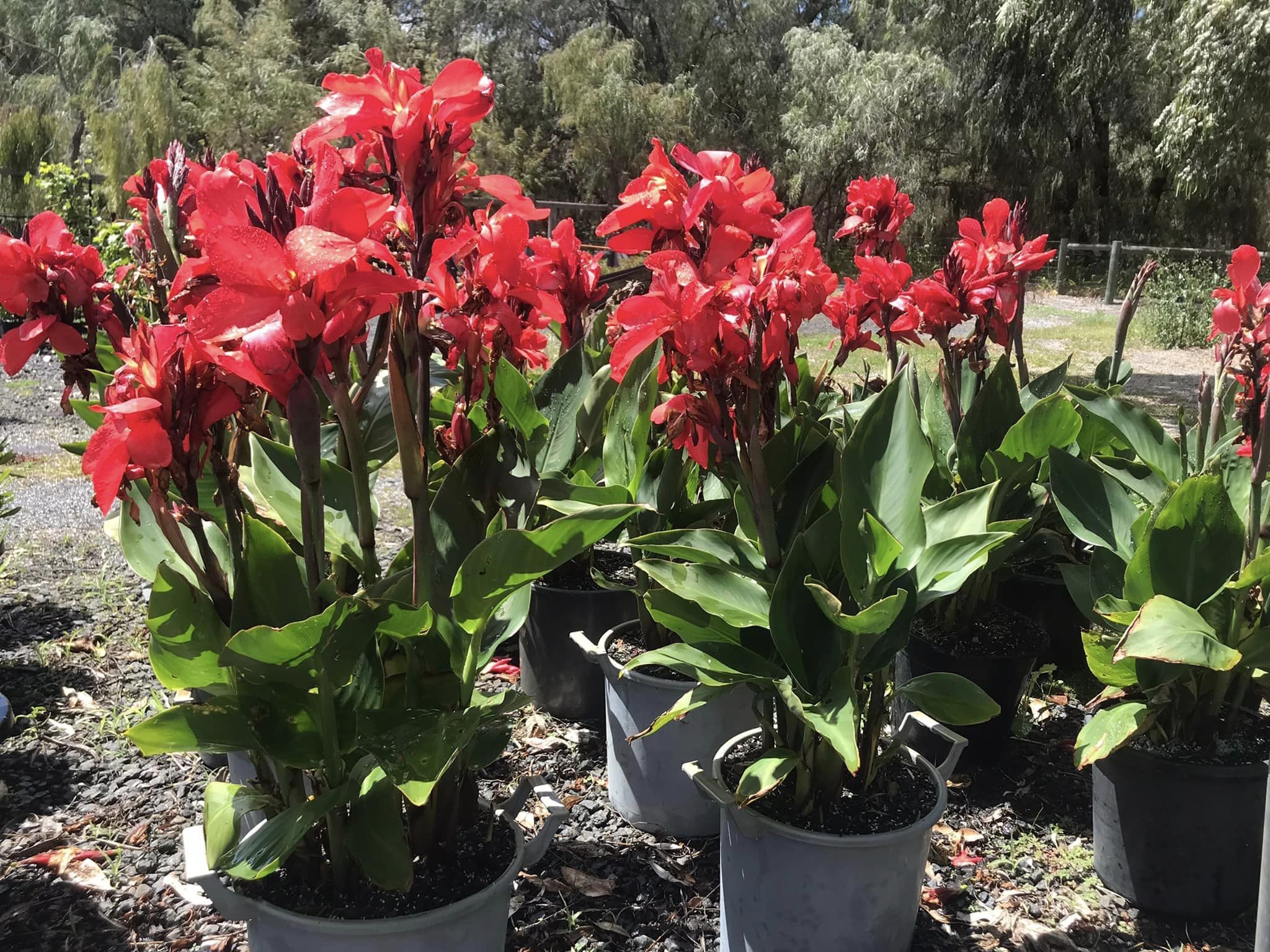 Southern Habitat Nursery