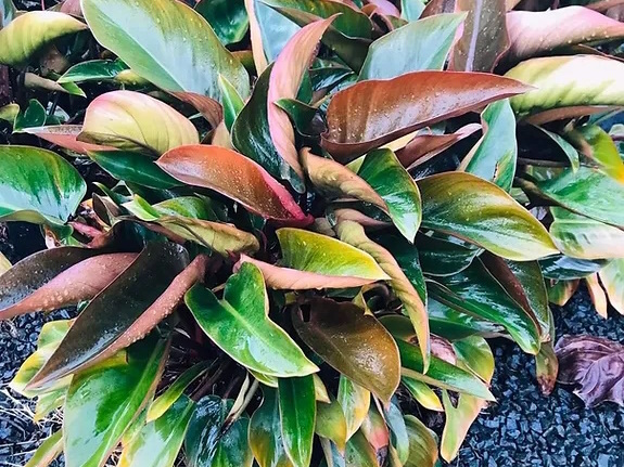 Southern Habitat Nursery