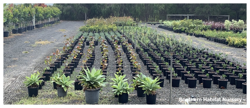 Southern Habitat Nursery