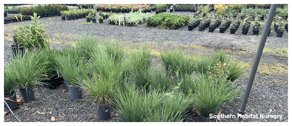 Southern Habitat Nursery