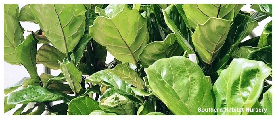 Southern Habitat Nursery