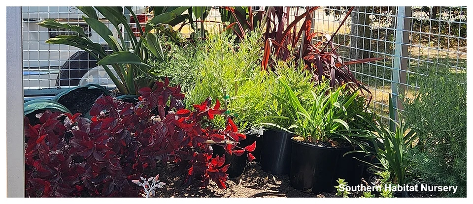 Southern Habitat Nursery